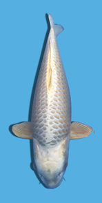 gosai