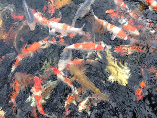 koi haelterung