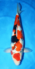 tategoi